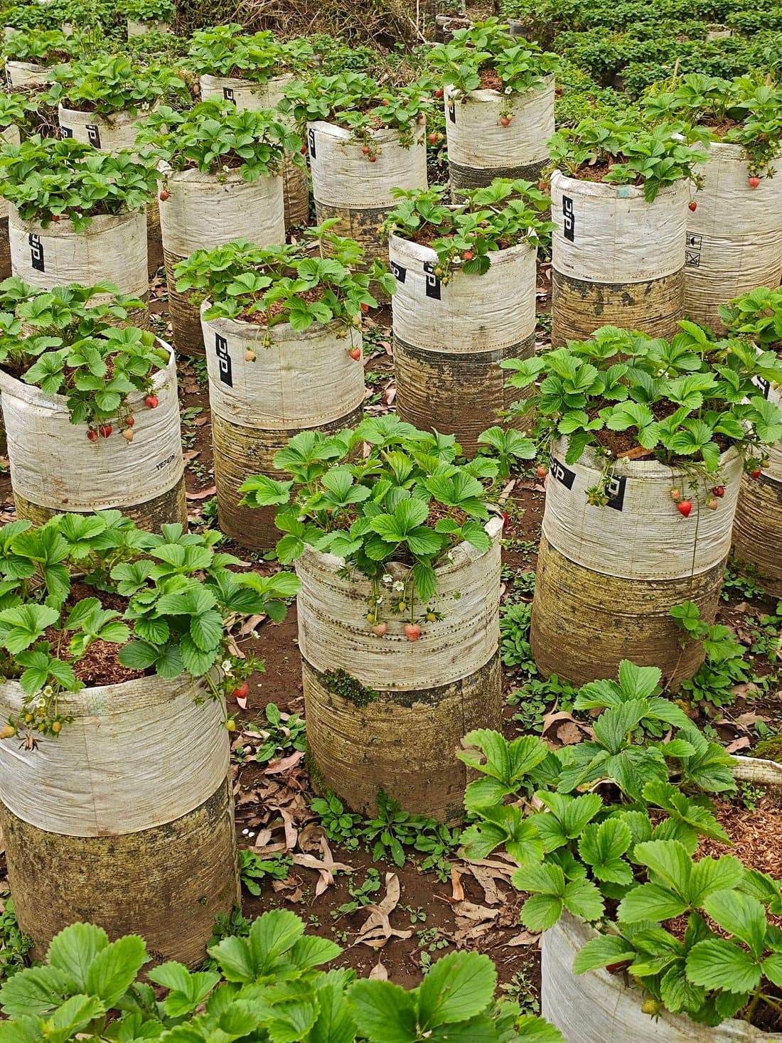 Bandung Tour All In, White Crater, Volcano Mountain, Hot Spring - Image 11