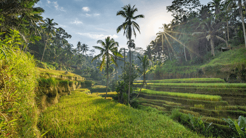 Private Ubud Cooking Class, Tegalalang Rice Terrace and Tirta Empul Temple Tour - Image 4