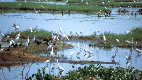 Ubud at Dusk: Petulu Herons & Legong Dance Experience - Image 2